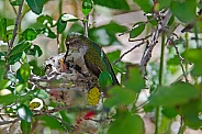 Anna's Hummingbird feeding her Newborn