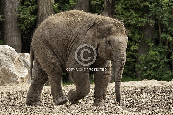 Asiatic Elephant Calf