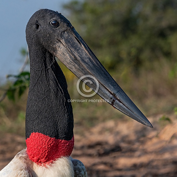 Jabiru Stork Portrait