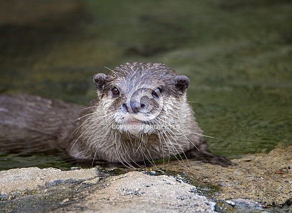 River otter looking to get out of the water