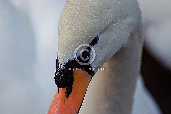 Swan Close-up