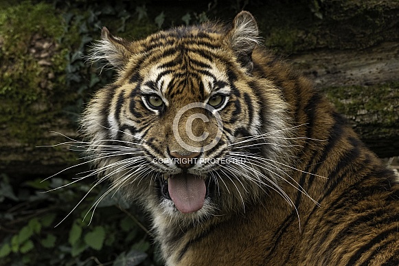 Sumatran Tiger Flehman Response