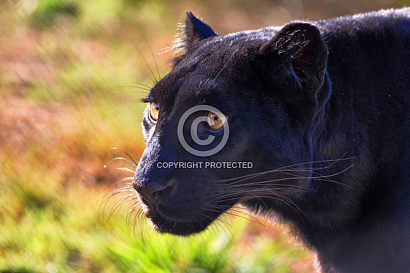 Leopard - Black Leopard Portrait