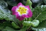 Single Primrose Flower