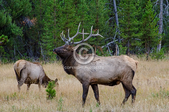 Bull Elk with Cow