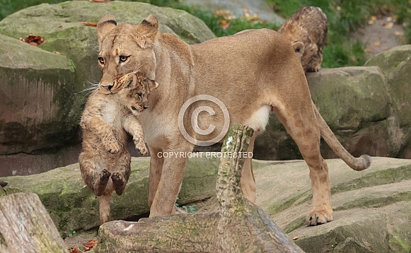 lioness carries cub