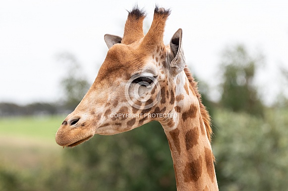 Kordofan Giraffe Close Up Head Shot