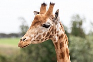 Kordofan Giraffe Close Up Head Shot