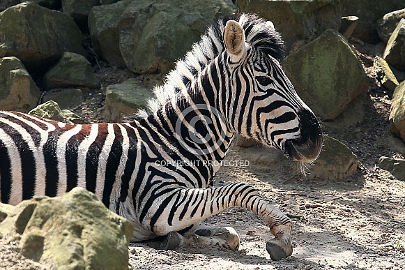 Chapman's Zebra