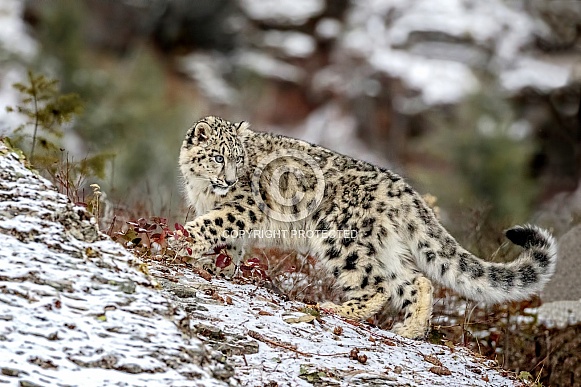 Snow Leopard-Ridgeline Snow Leopard