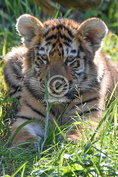 Amur tiger cub