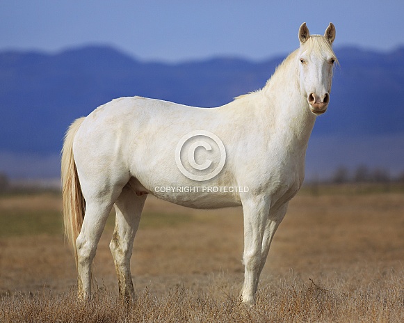 White Western Horse