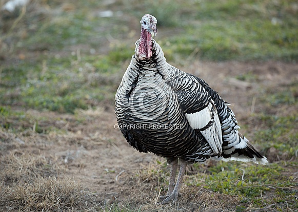 Domestic turkeys, Meleagris gallopavo f. domestica