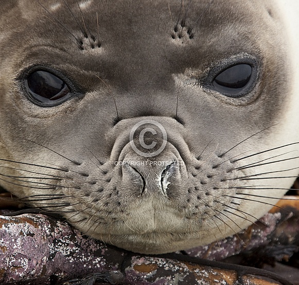 Southern Elephant Seal Pup - Falkland Islands
