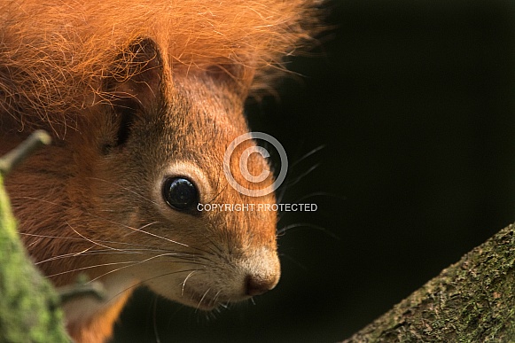 Red Squirrel Looking Around Tree