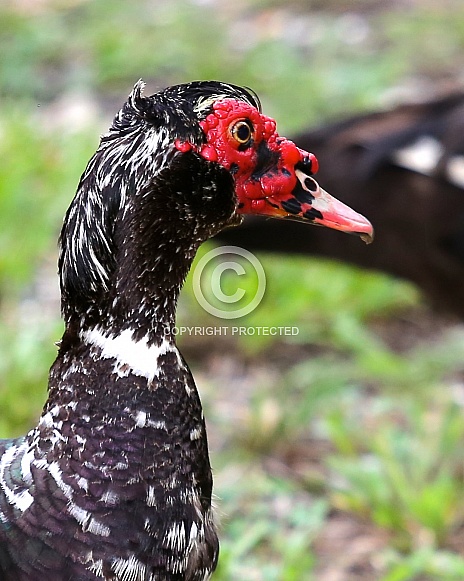 Close up of a Muscovy duck