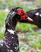 Close up of a Muscovy duck