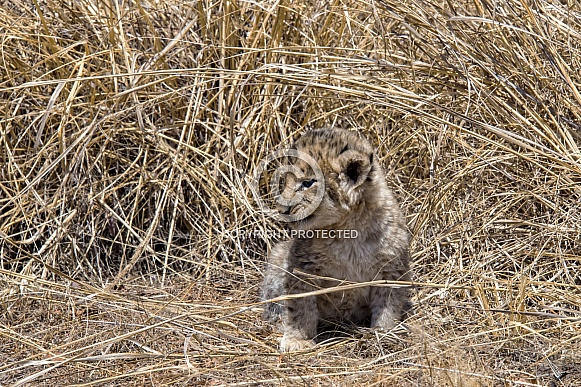 African Lion Cub (1 Week Old)