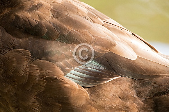 Brown duck (wild)
