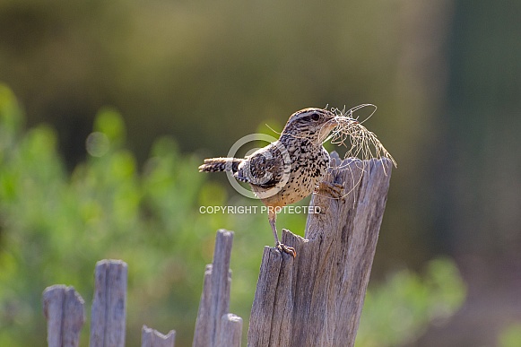 Cactus Wren collecting Nesting Material