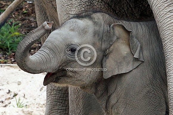 Indian Elephant Calf
