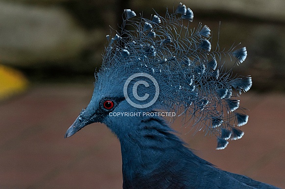 Victoria Crowned Pigeon Head Shot