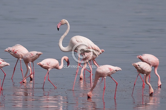 Greater and Lesser Flamingos