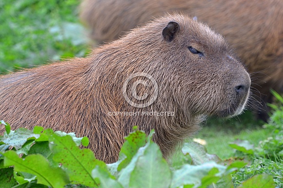 Capybara amongst the shrubs at Chester Zooo