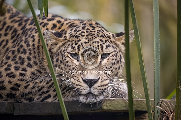 North Persian Leopard