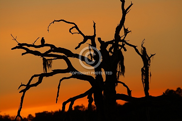 Red tailed hawk - Buteo jamaicensis -silhouette perched on dead oak tree with orange sunset background
