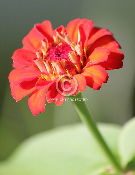 Orange Zinnia Flower