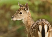 Fallow Deer Fawn Portrait
