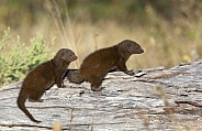 Dwarf Mongoose - Botswana