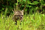 Playful baby fox