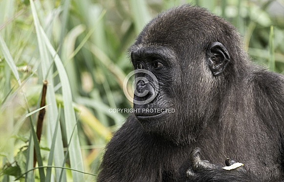 Western Lowland Gorilla Side Profile
