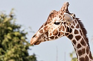 Reticulated Giraffe Side Profile Face Shot