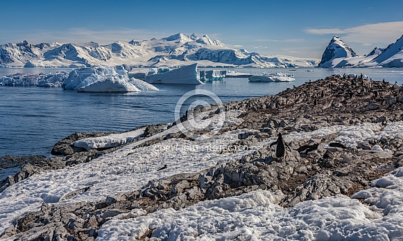 Gentoo Penguin colony - Antarctica