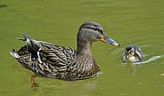 Mallard Duck with Duckling