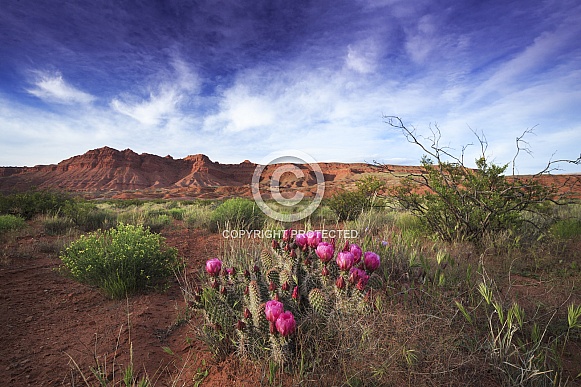 Desert Spring Cactus