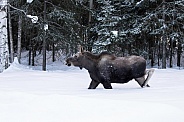 Moose Calf in Winter