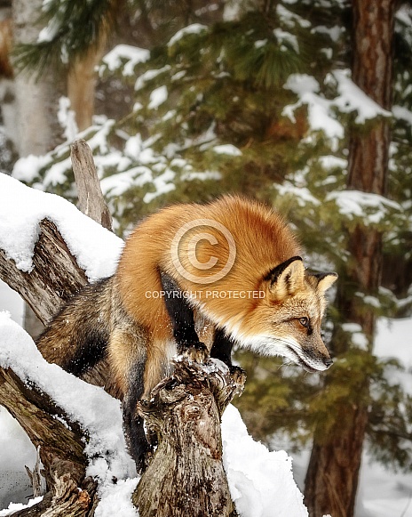 Red Fox-Vixen
