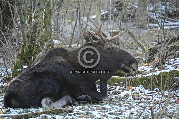 Young Bull Moose in the Snow