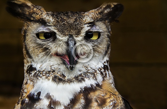 Great horned owl, face shot