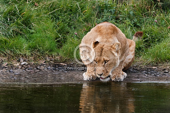 African Lioness drinking
