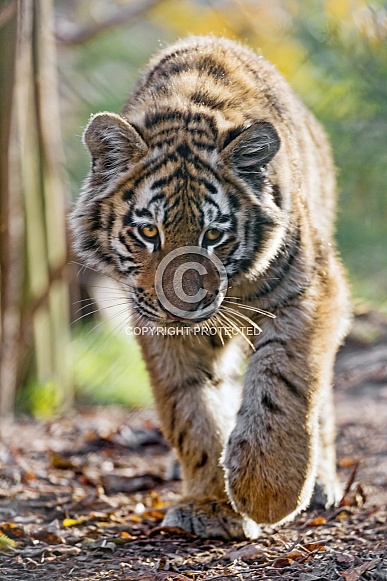 Young Tiger Walking