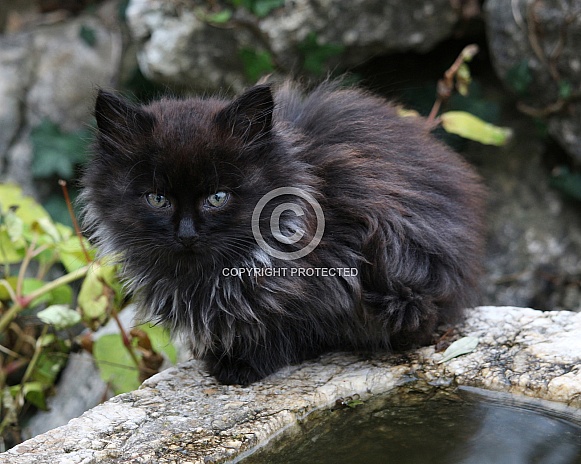 Longhaired Kitten