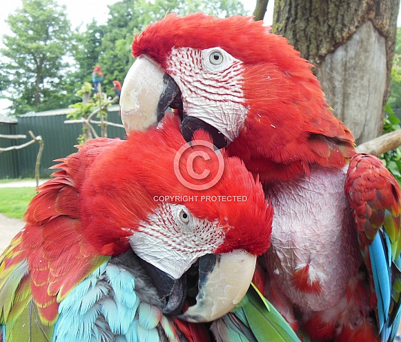 Macaw parrots