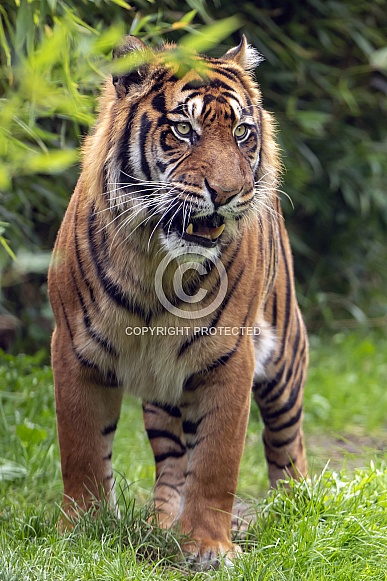 Sumatran tiger (Panthera Tigris Sumatrae)