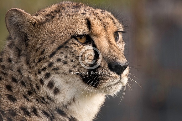 Cheetah Close Up Face Shot