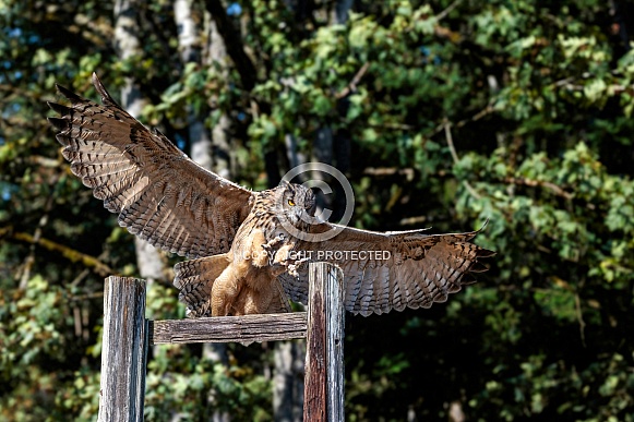 Eurasian Eagle Owl--Eurasian Eagle Owl Landing